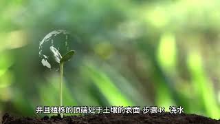 如何种植车厘子？种植车厘子的步骤