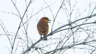 モズの鳴き声　秋の高鳴き