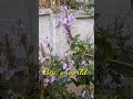 violet ixora biji flower gardening