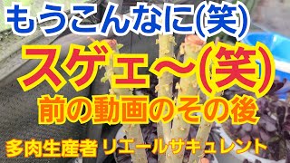 【多肉植物】【ガーデニング】アエオニウムのその後‼️もうこんなに🎵(笑)2022年5月31日