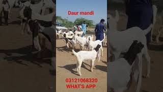 Daur MANDI  || EVERY TUESDAY  DISTRICT NAWAB SHAH