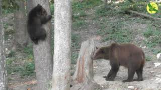 спасение семьи медведей / порятунок родини ведмедів / bear family rescue