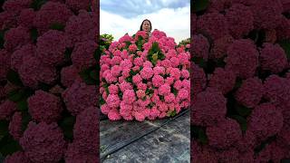 Beautiful Hydrangea #satisfying#flowers