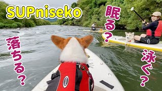 【SUP niseko】愛犬と川でSUP！初めて泳ぐ犬と寝ちゃう犬...