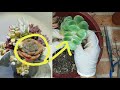 다육이 다른 종류로 합식하면 1년 반 지나면 이렇게 됩니다 다시 분리합니다 多肉植物 korean succulents