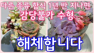 다육이 다른 종류로  합식하면  1년 반 지나면 이렇게 됩니다! 다시 분리합니다!  多肉植物 Korean succulents