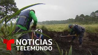 Planeta Tierra: Grupo busca salvar bosque de la Ciudad de México | Noticias Telemundo