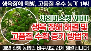 샤인머스켓 재배 우수 농가에서 적극 권장하는 생리장해해소 방법?