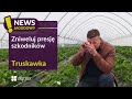 🍓|  Jak ograniczyć presję przędziorka w truskawce