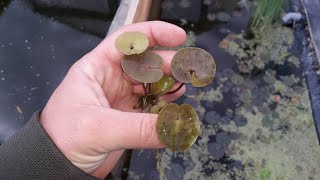 Pond plant-Frogbite ( Hydrocharis morsus-ranae )