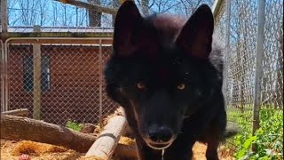 'Aggressive' wolf dog meets a good human and here's how he reacted