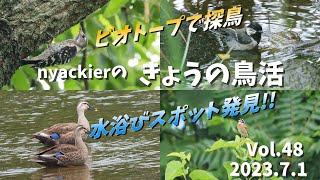 nyackierの今日の鳥活 Vol.48　2023年7月1日 ～ ビオトープで探鳥　水浴びスポット見つけたよ！ ～