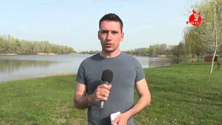 Kétnyaras pontyokat telepített a Tisza- tavi Sporthorgász Kft.