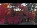 【京都紅葉】長岡天満宮錦景苑