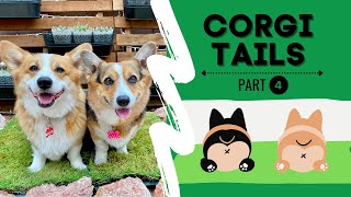 Talking Corgis Go on WILD and CRAZY Adventures!
