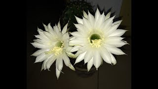 Flowering cactus