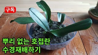 뿌리가 거의 없는 호접란 식물 수경재배로 키우기 Phalaenopsis hydroponics 胡蝶蘭水耕栽培