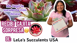 RECIBÍ UNA CAJITA SORPRESA 🫢 De LeLe's Succulents USA  Llegó la suculenta que más quería!!