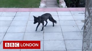 Rare black fox spotted in London garden