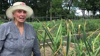 Harvesting, Curing and Storing Garlic