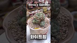 #비니아 #화이트팜 #다육식물 #succulent