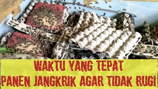 Waktu Yang Tepat Panen Jangkrik Pada Usia Berapa