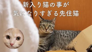 【多頭飼育】新入り猫が気になりすぎる先住猫