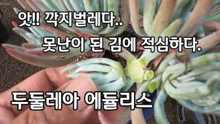 깍지벌레의 공격으로 못난이가 된 두둘레아 에듈리스 적심하다.