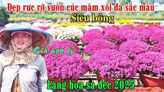 Đẹp rực rỡ với vườn cúc mâm xôi siêu bông độc lạ nhất làng hoa sa đéc 2025