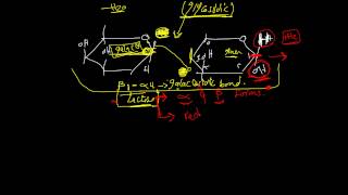 CHO chemistry lec.5 DR. Mahmoud Ettaweel (Disaccharides) الكاربوهيدرات (محاضرة 5) د. الطويل