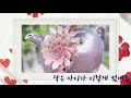 바위솔정원 바위솔심기 전원주택 정원 바위솔 정원 만들기 jovibarba sempervivum care tectorum yongseol tv