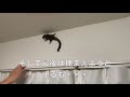 モモンガ捕まえようとしたら本気の威嚇された　sugarglider