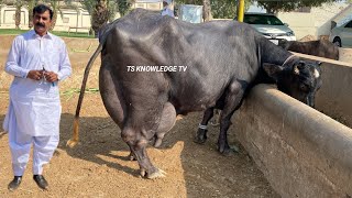 World Top Buffalo Breeder Haji Shokat Doggar sb of Multan / Buffalo Dairy Farm ll Doggar Cattle Farm