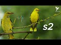 صوت الصفاري صوت الصفري للصيد ممتاز sound black naped oriole oriolidae