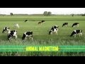 Animal Magnetism: How Animals Navigate