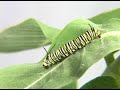 monarch caterpillar molting it s skin time lapse