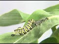 monarch caterpillar molting it s skin time lapse