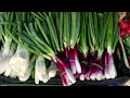 scallion helps in fighting cancer