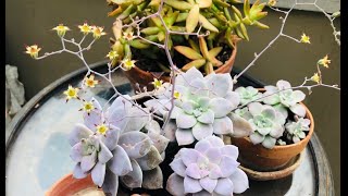 Echeverias, Graptopetalums, Graptosedums and Graptoverias Update and Propagation