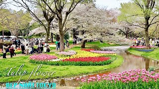 Vườn hoa Tulip đẹp nhất Tokyo Nhật Bản【Showa Kinen Park 】| Du lịch Japan|#japanvlog#explorejapan#4k