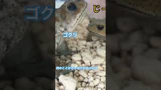 Suspicion Toad/みかん君の疑惑#frog #かえるさん #toad #개구리 #ミヤコヒキガエル #shorts