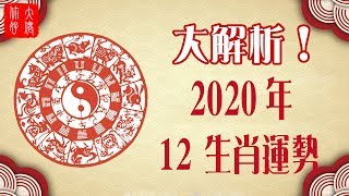 【生肖】2020年 12 生肖運勢大解析！屬「蛇」運氣最好？
