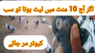 آج کبوتر بچگے😢pakistan pigeon,