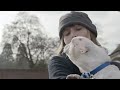 pedigree 2013 feeding brighter futures ad purdy the french bulldog