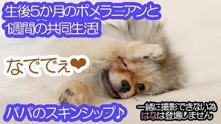 可愛すぎる催促！ポメラニアンの子犬がアレを探す…？【はなポメ#611】