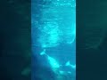 Belugas at Georgia Aquarium