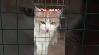 kucing Oyen kecapean #funny #animals #meong #oyenlucu