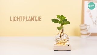 BloomPost plant cadeau | Lichtplantje | Uniek \u0026 duurzaam