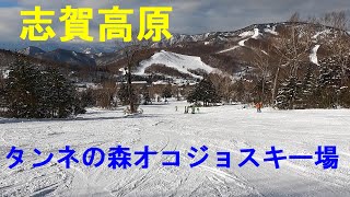 志賀高原　タンネの森オコジョスキー場