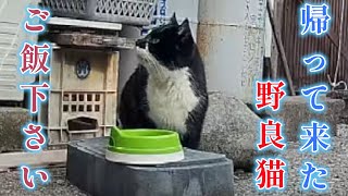 帰って来た野良猫　野良猫保護計画（TNR）20250221